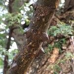Senegalia burkei 树皮