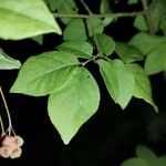 Euonymus verrucosus Leaf