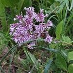 Syringa josikaea Flower