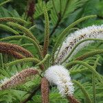 Pentaclethra macroloba 花