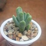 Sedum allantoides Folha