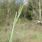 Polygala vulgaris Feuille