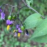 Solanum dulcamara Цвят