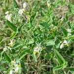 Solanum chenopodioides Arall