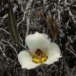 Calochortus bruneaunis Fiore