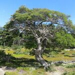 Nothofagus pumilio موطن