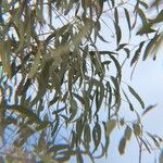 Eucalyptus tereticornis Leaf