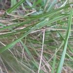 Brachypodium pinnatum Yaprak