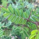 Vachellia cornigera Folio