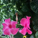 Mandevilla laxa പുഷ്പം