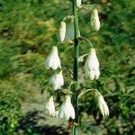 Ornithogalum candicans Květ