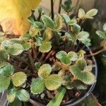 Fragaria chiloensis Листок