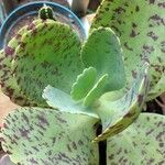 Kalanchoe marmorata Листок