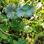 Hydrocotyle ranunculoides Diğer