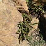 Polystichum lemmonii Habit