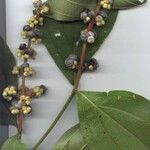 Miconia nervosa Altul/Alta