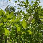 Clethra alnifoliaKwiat