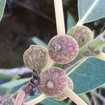Ficus cordata Fruto