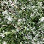 Artemisia maritima Foglia