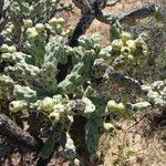Cylindropuntia cholla Fruto