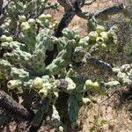 Cylindropuntia cholla