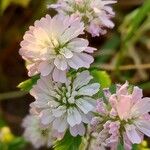 Trifolium resupinatum Blüte