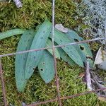 Neotinea maculata Листок