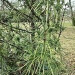 Sciadopitys verticillata Libunga