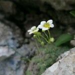 Saxifraga squarrosa Floare