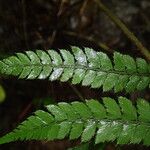 Polystichum transvaalense Leaf