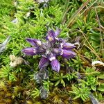 Lupinus microphyllus Leaf