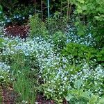 Myosotis sylvatica Habitus