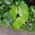 Toxicodendron radicansഇല