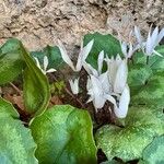 Cyclamen creticum Flower