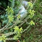 Sedum rupestre موطن