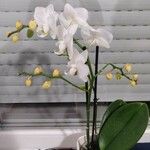 Phalaenopsis amabilis چھال