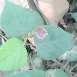 Flemingia faginea Leaf