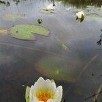 Nymphaea tetragona Kvet