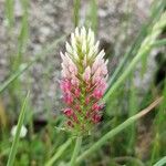 Trifolium incarnatum Blüte