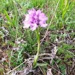 Neotinea tridentata Flower