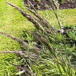 Calamagrostis canescens Flower