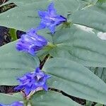 Gentiana asclepiadeaКвітка