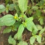 Eleutheranthera ruderalis Leaf