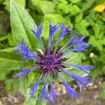 Cyanus triumfettii Flower