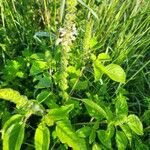 Ocimum × africanum List