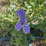 Phacelia distans Flower