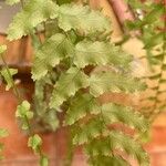 Asplenium platyneuron Leaf