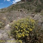 Helianthemum syriacum Hábito
