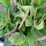 Plantago majorBlad