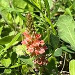 Indigofera hendecaphylla 花